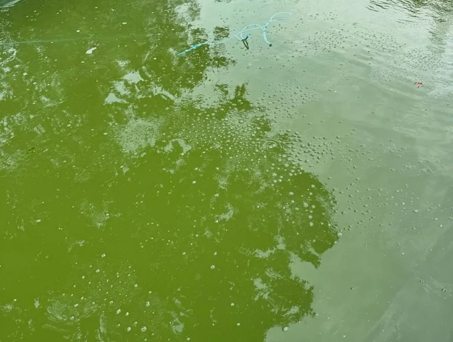 Limpieza de alberca verde en Tulum